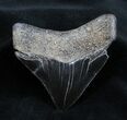 Great Posterior Inch Megalodon Tooth #1664-1